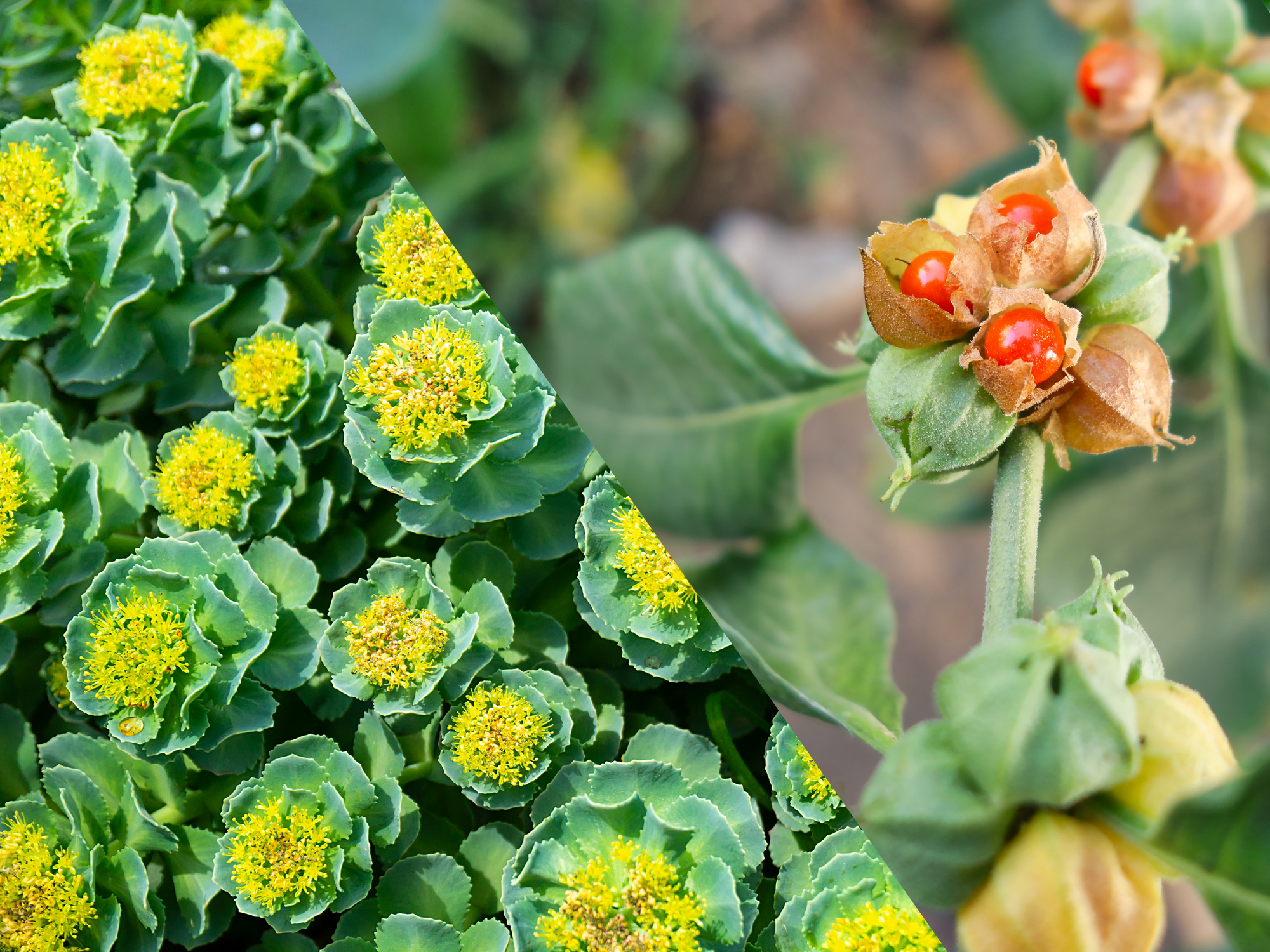 Side by side image of fresh rhodiola and ashwagandha
