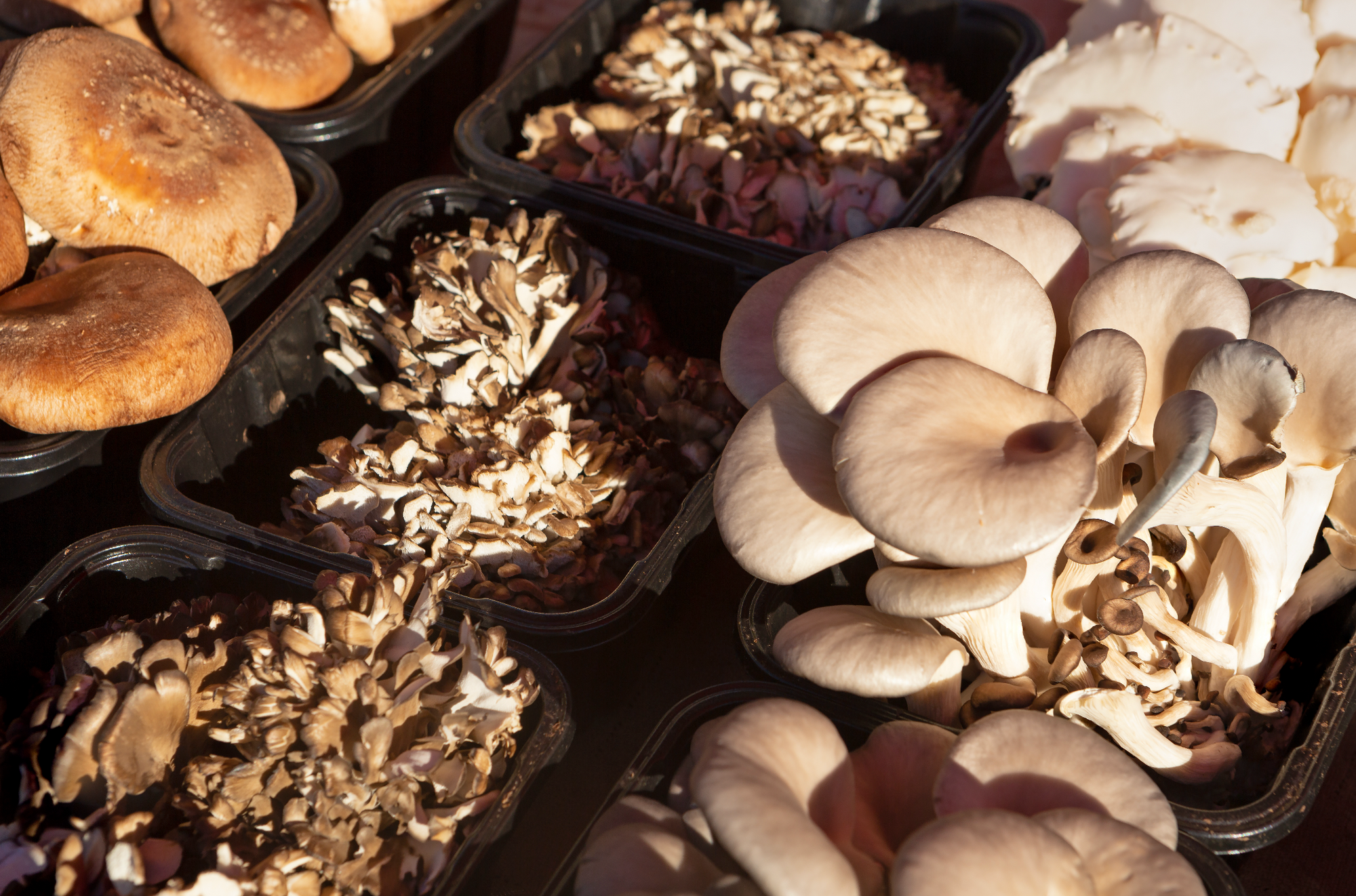 Array of mushrooms include shiitake and maitake
