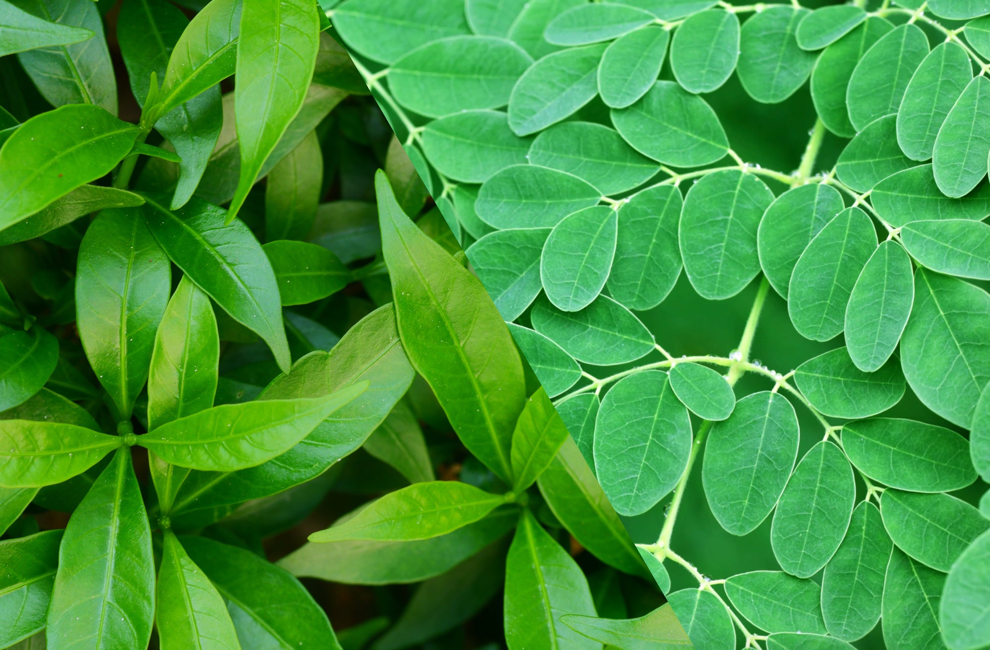 Split screen of green tea and moringa leaves