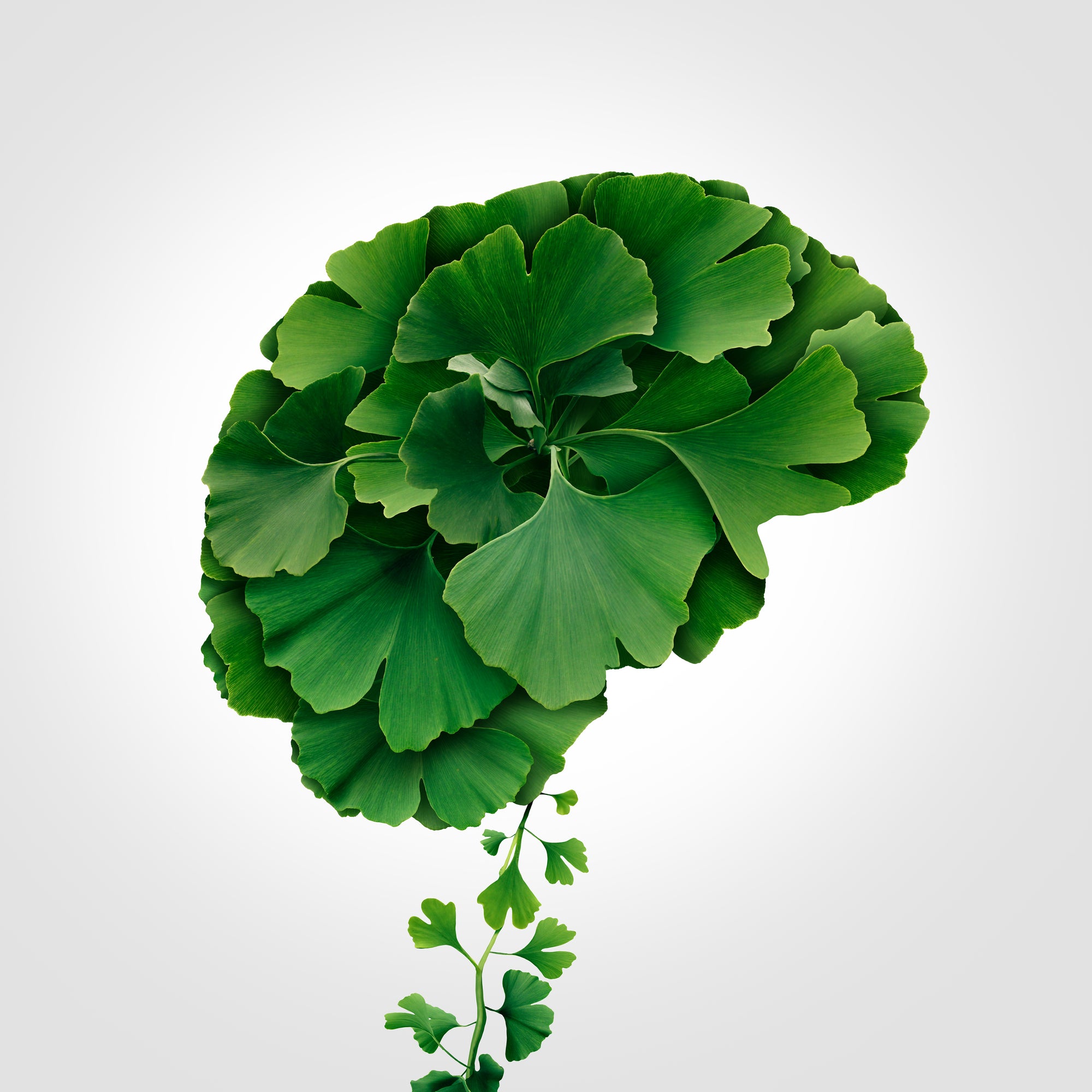 Ginkgo biloba leaves forming a brain shape