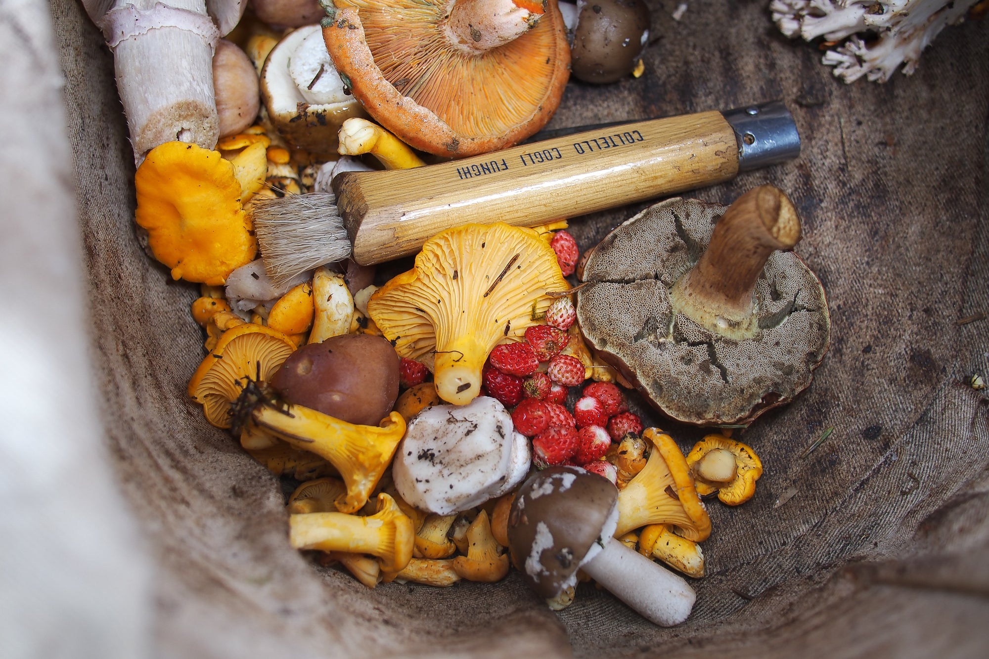 Basket of wild foraged mushrooms