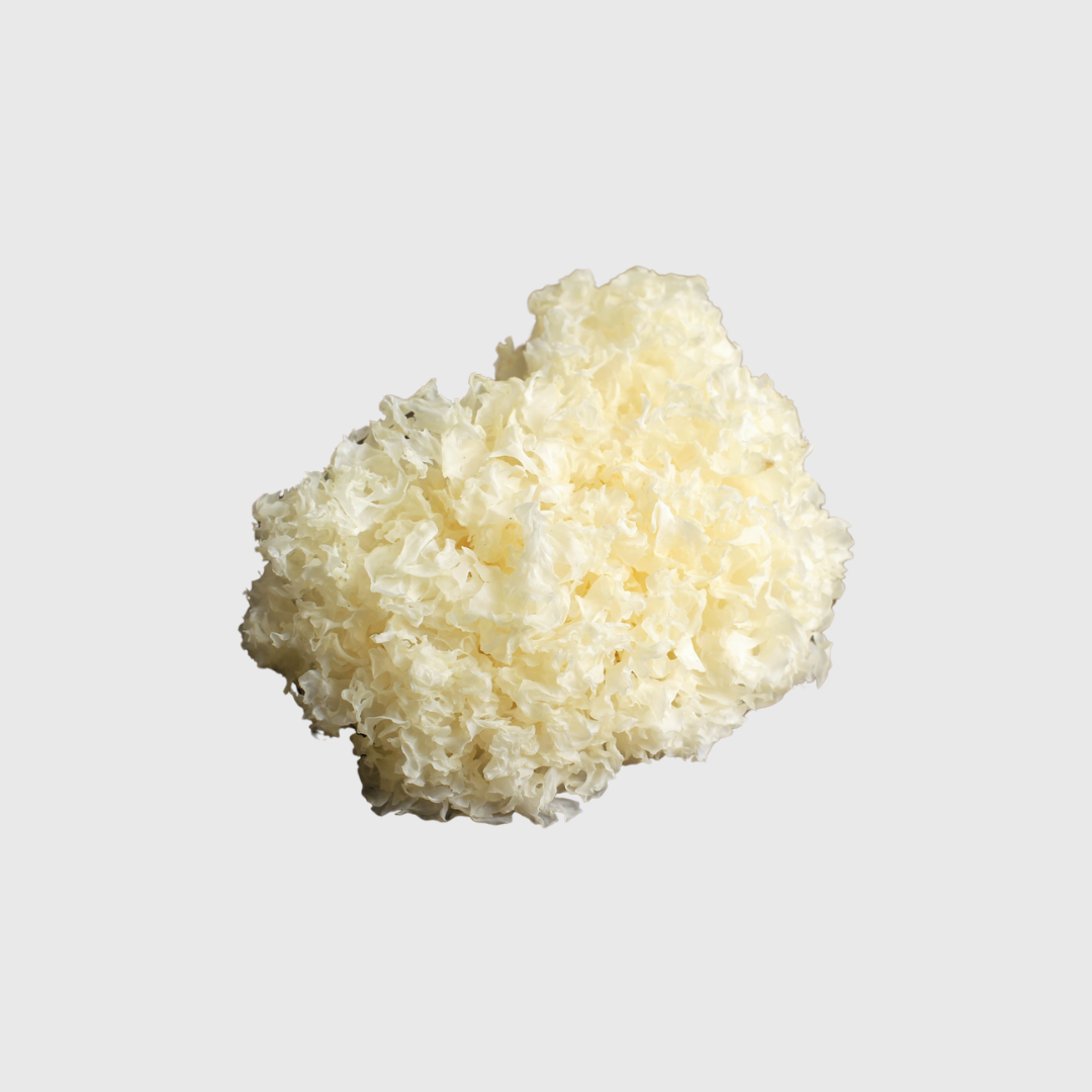Tremella Mushroom

          