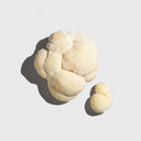 Lion's Mane Mushroom

        