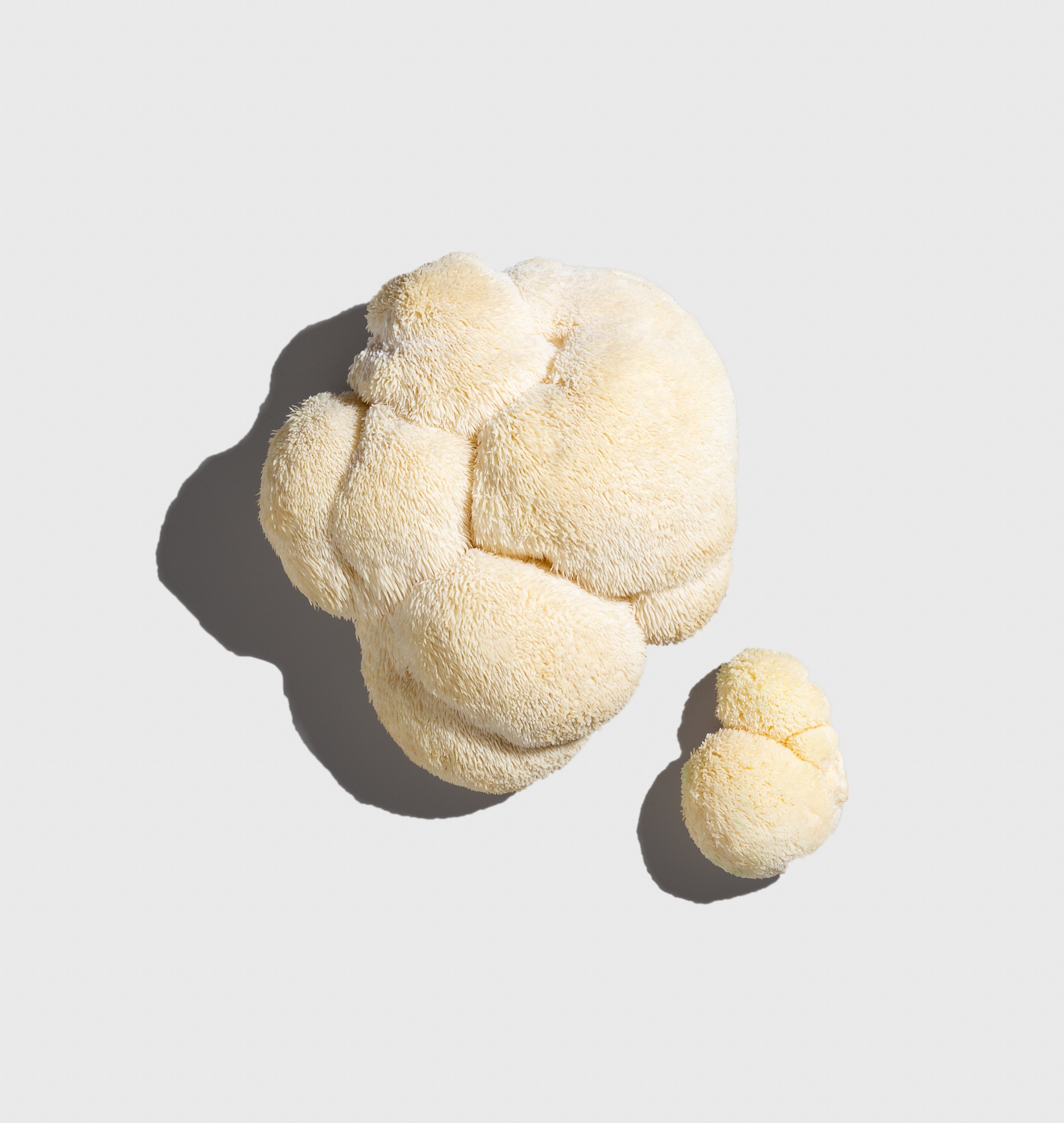 Lion's Mane Mushroom

    