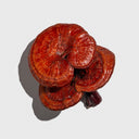 Reishi Mushroom

        