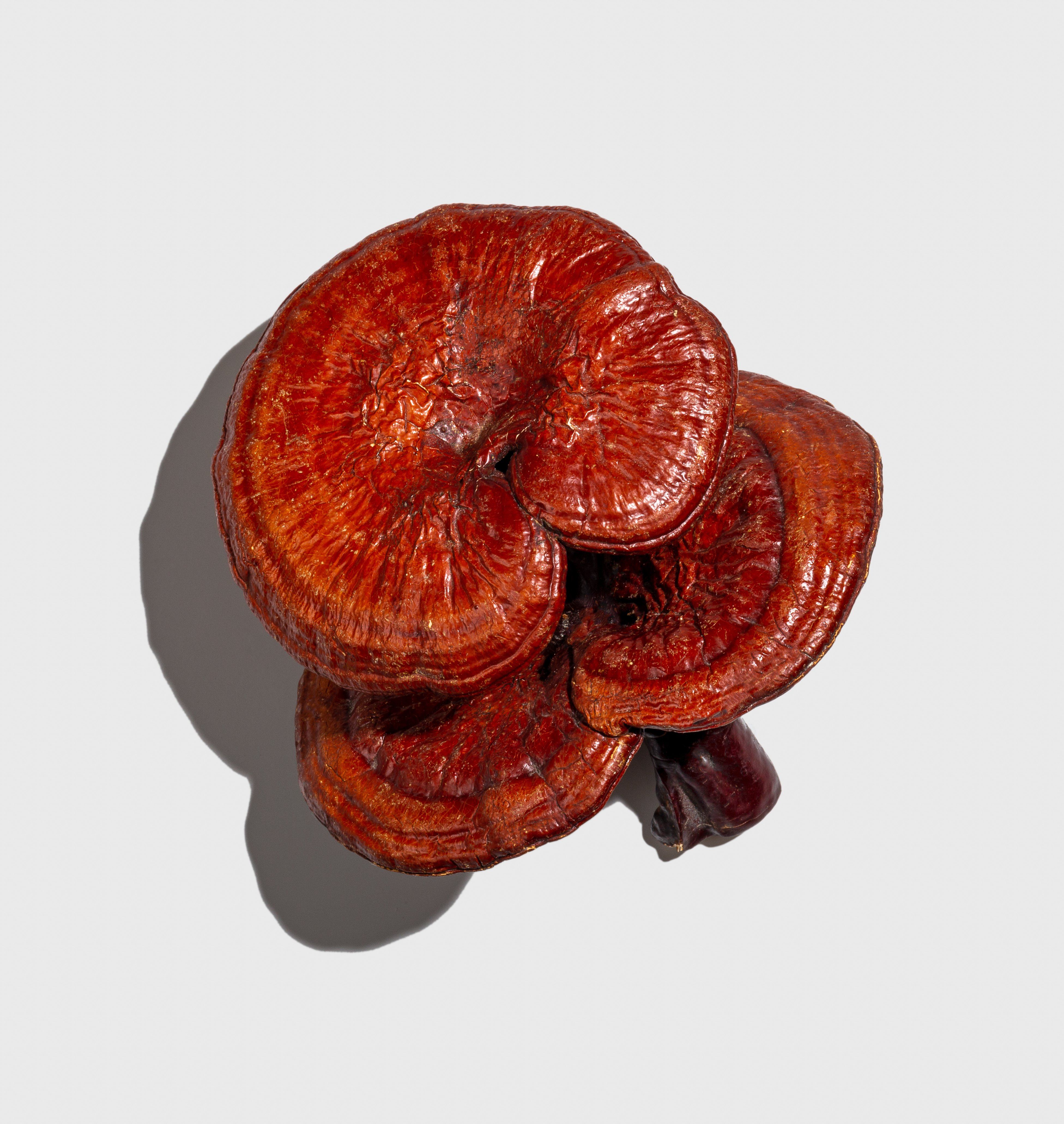 Reishi Mushroom

    