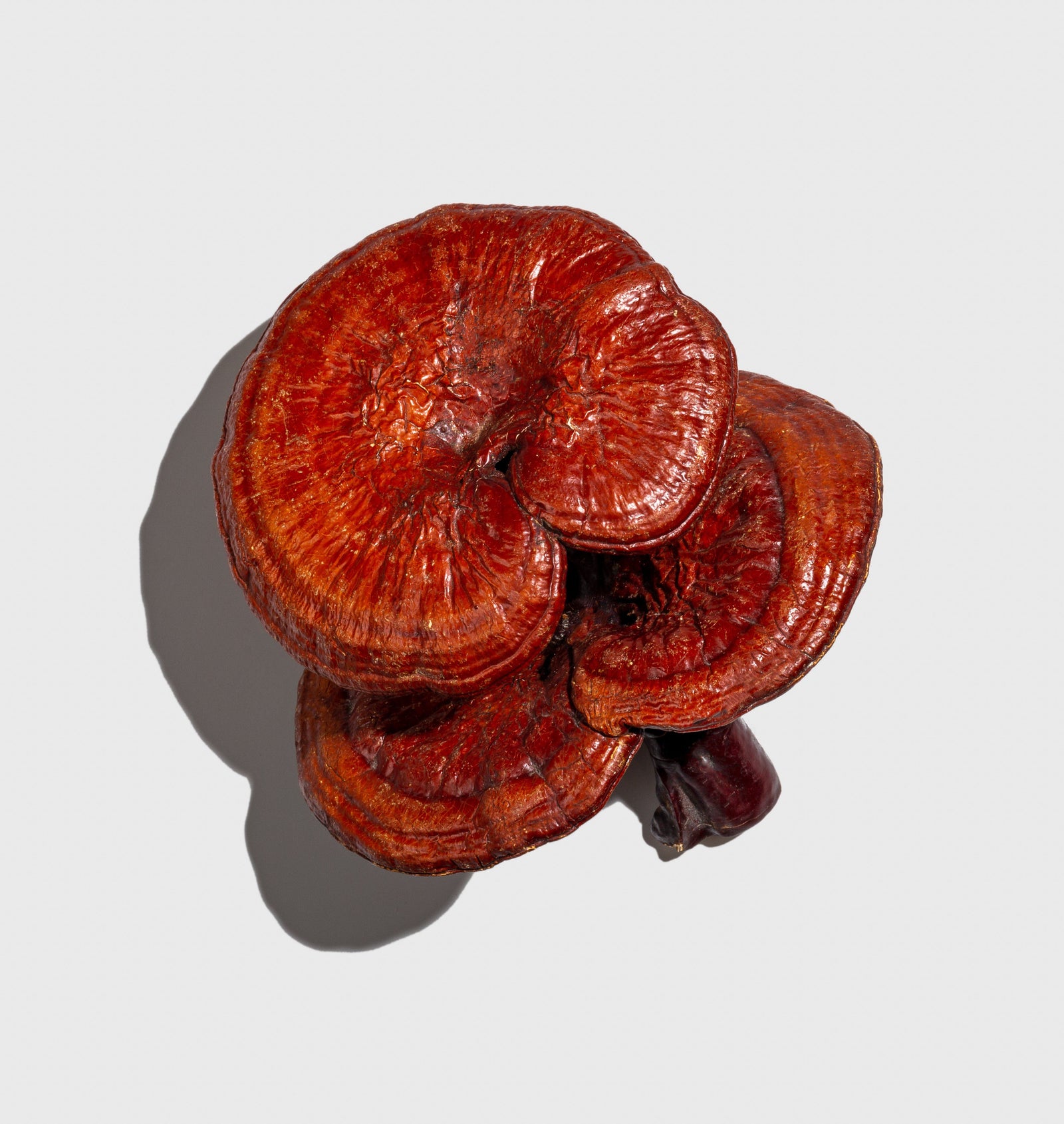 Reishi Mushroom

          